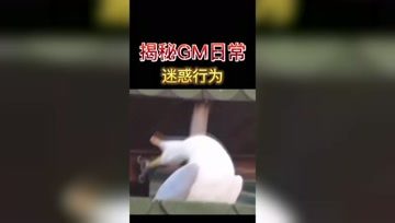 揭秘GM人日常迷惑行为操作